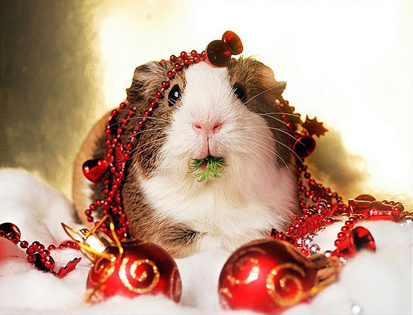 Guinea Pig In Christmas Lights